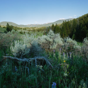 Get Ready: Forest Plan Expected in September (plus a special sneak peek)